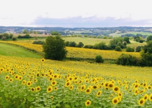 Schildervakantie 1-8 september 2026 Saint Meard de Dronne Dordogne Frankrijk olv beeldend kunstenaar Marianne Baijens